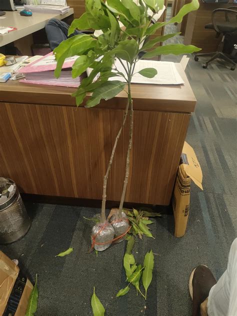 Original Japanese Miyazaki Mango Grafted Plant (Combo Pack Of 2 Live ...