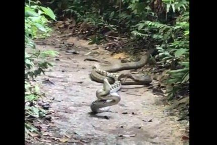 Image result for Cobra Python Combat