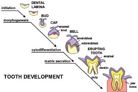 Image result for Human Tooth Development