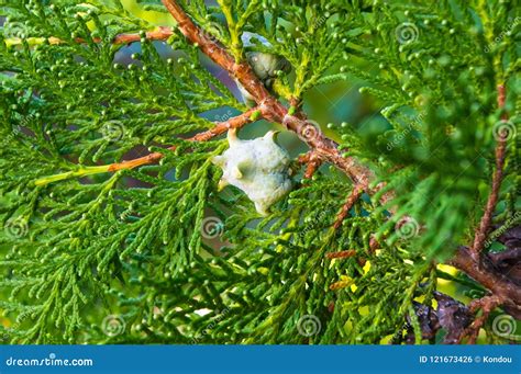 Incense Cedar Tree Calocedrus Decurrens Branch Close Up. Stock Photo ...