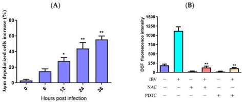 Avian Coronavirus Infectious Bronchitis Virus Activates Mitochondria ...