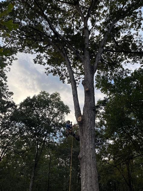 Image result for Alpharetta Tree Service