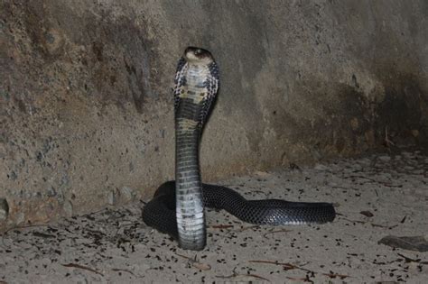 Taking Pictures of Snakes at Midnight: An Anthropological Perspective ...