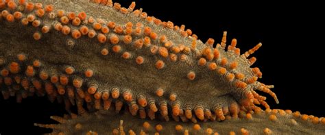 Phylum Echinodermata Sea Cucumber