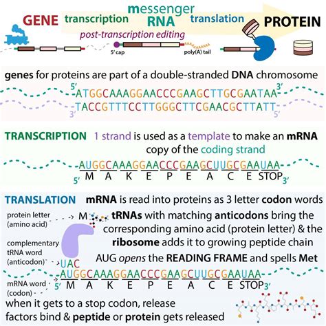 Transcription And Translation Animation