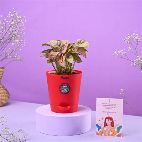 Syngonium Pink Women's Day Gift – Ugaoo