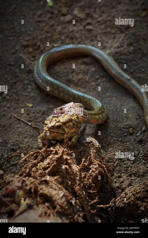Image result for Snake Eating a Toad