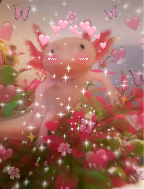 [100+] Cute Axolotl Wallpapers | Wallpapers.com