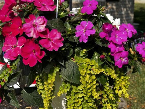 The Best Potted Flowers for Full Sun - Planters Place