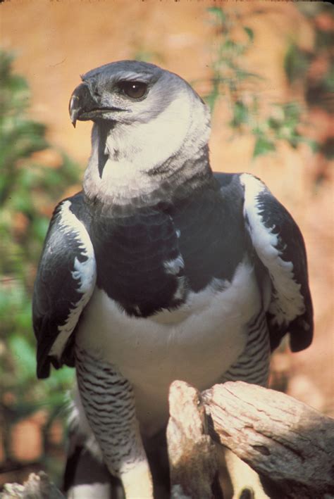 Avian Reintroduction and Translocation : Species : Harpy Eagle