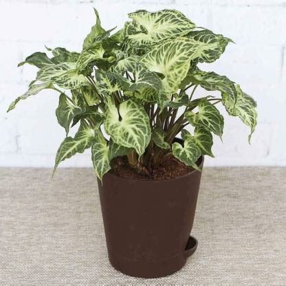 The Nursery Syngonium Plant Price in India - Buy The Nursery Syngonium ...