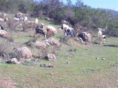 Cabalgatas Valle de Colchagua (Santa Cruz) - 2022 What to Know Before ...