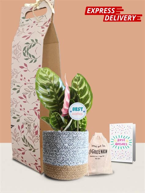 Calathea Peacock Plant Gift in Eco Pot (Medium) – Greenkin