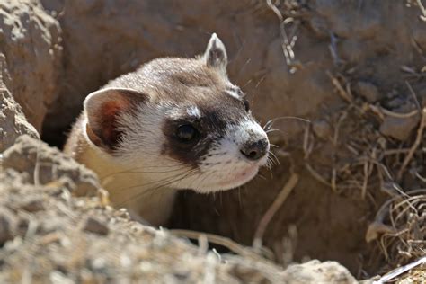 Great Plains Animals