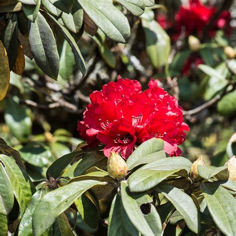 Nepali National Flower