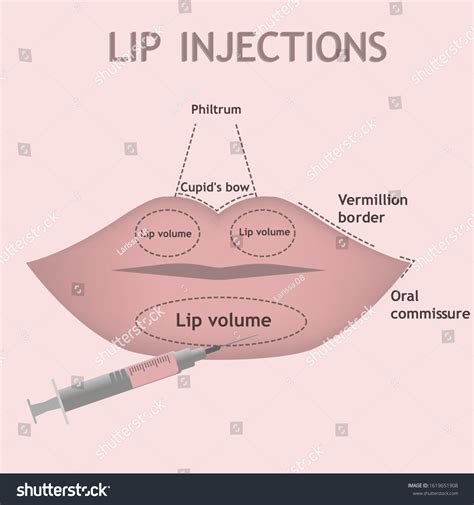 Human Lips Anatomy