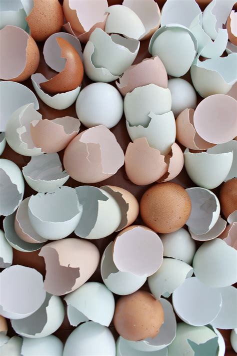 Image result for Cooking Egg Shells