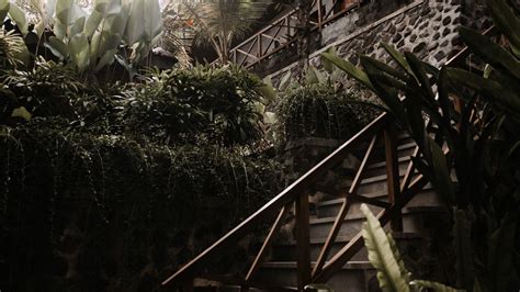 Wallpaper stairs, plants, tropical, decorative, building hd, picture, image