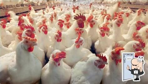 Suguna Chicken Centre - Restaurant menu, prices and reviews