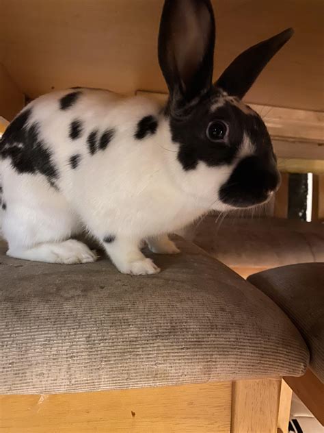 Lil bun on a chair : r/Rabbits