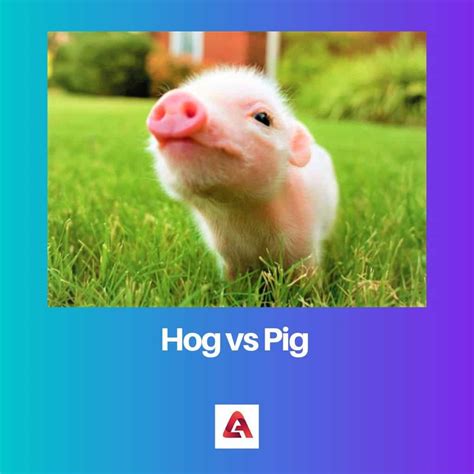 Hog vs Pig: diferencia y comparación
