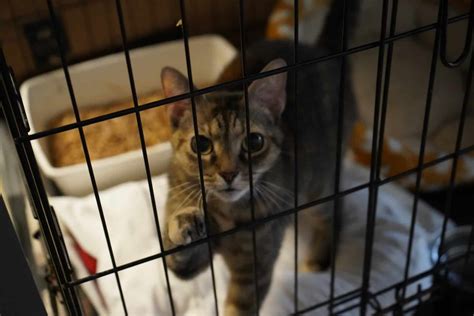 Connecticut Cat Connection Windsor Ct