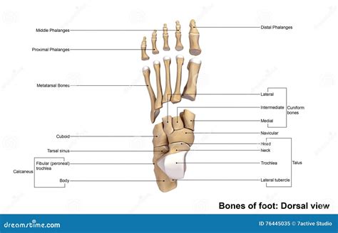 Foot Dorsal view stock illustration. Illustration of capitate - 76445035