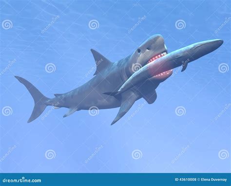 Megalodon Vs Blue Whale