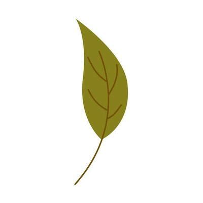 Image result for Leaf Modification Animation