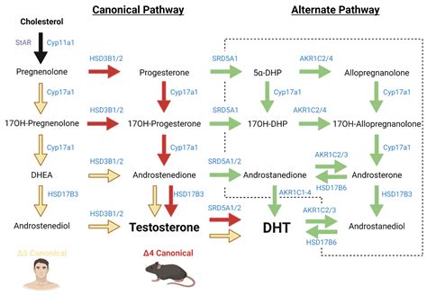 New Insights into Testosterone Biosynthesis: Novel Observations from HSD17B3 Deficient Mice