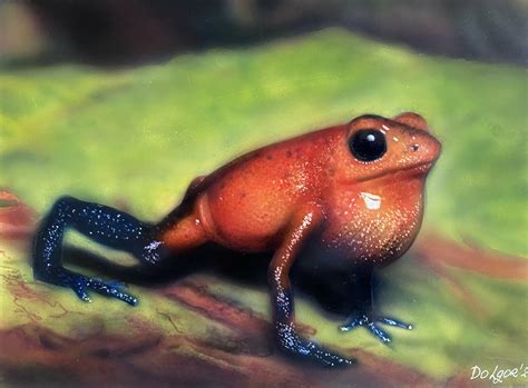 Strawberry Poison Dart Frog