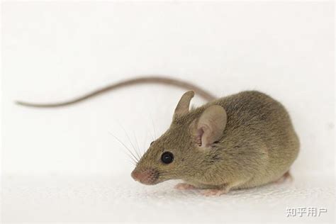 鼠类文学：鼠鼠回忆录 - 知乎