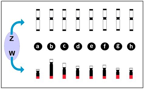 Chromosomal Evolution in Lower Vertebrates: Sex Chromosomes in ...