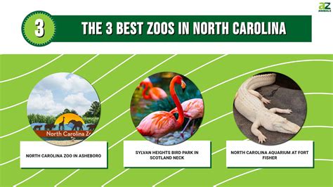 Discover the 3 Best Zoos in North Carolina (And the Ideal Time to Visit ...