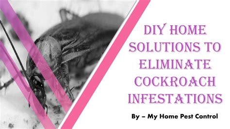 Cockroach Infestation Solutions 的图像结果