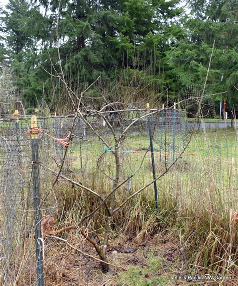 Image result for Pruning Columnar Apple Trees