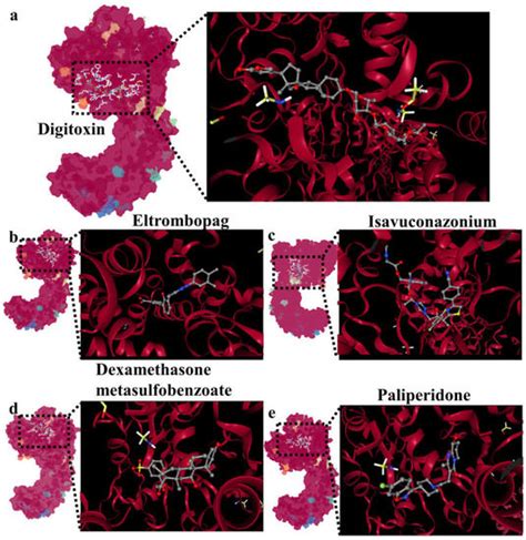 Yersiniabactin-Producing E. coli Induces the Pyroptosis of Intestinal ...