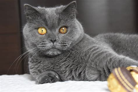 british shorthair weight