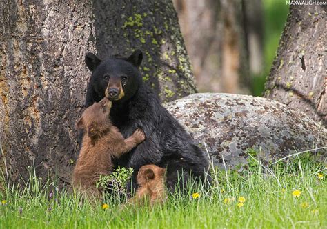 Yellowstone National Park Animals at Stephanie Reynolds blog
