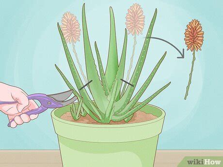 Как обрезать алоэ: 8 шагов (с иллюстрациями) - wikiHow