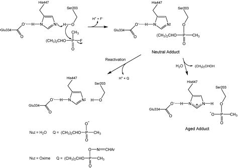 Why is Aged Acetylcholinesterase So Difficult to Reactivate?