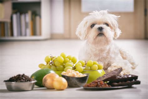Why Cant Dog Eat Grapes
