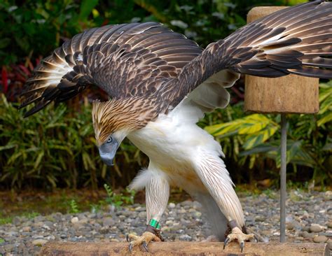 Philippine Eagle: The World's Largest Bird of Prey