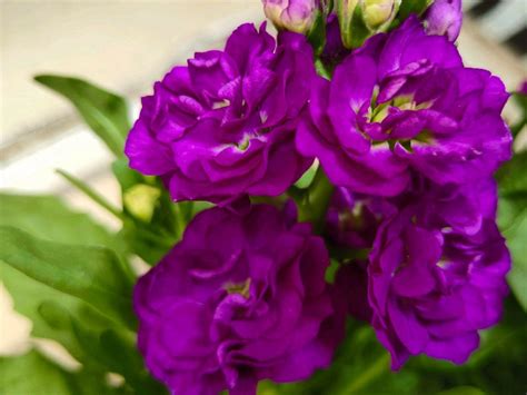 紫罗兰种子播种密度是多少?紫罗兰种子价格?-花事百科-江苏长景园林