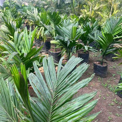 Dwarf Areca Catechu | The Perfect Small Space Palm for Your Home ...