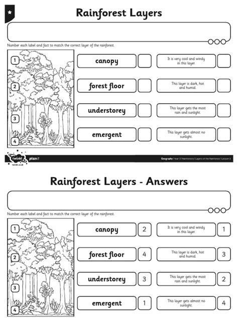 Rainforest Layers Worksheet 的图像结果