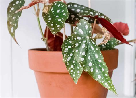 How To Plant A Begonia Plant at Joyce Sargent blog