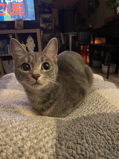 My parents sent me this amazing loaf of theirs : r/Catloaf