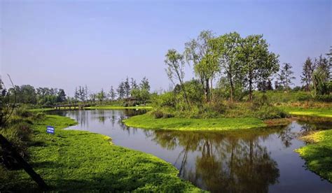 重庆璧山区栽植500余亩河道水生植物净化水质 - 企业动态 - 重庆江与溪河水生植物种植有限公司，重庆水生植物，重庆湿地植物，