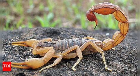 8 interesting scorpion facts that will blow your mind: Know about their ...